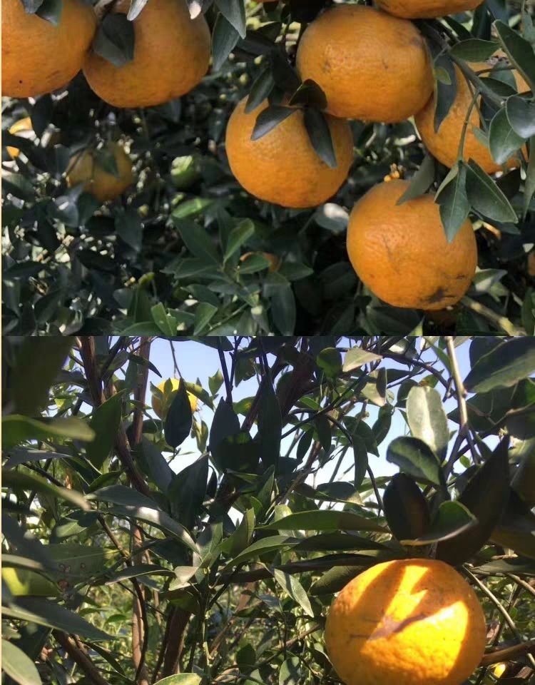 陈皮 广西壮族自治区钦州市浦北县