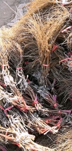 兴城市 出售葡萄苗，巨盛一号，蓝宝石，阳光玫瑰，红地球，巨峰，
