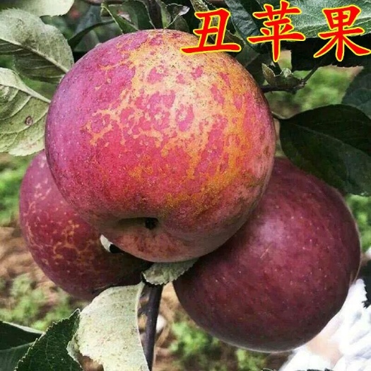 平邑县 冰糖心苹果苗 冰糖心丑苹果苗 保证品种包成活，免费后期指导