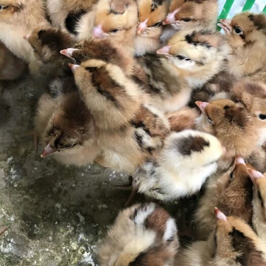 南宁 灵山土鸡苗