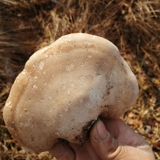 饶河县 白灵芝