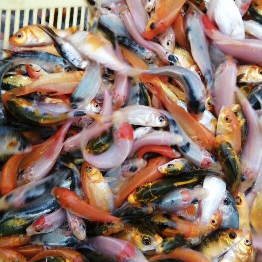 清远锦鲤苗，鱼苗，