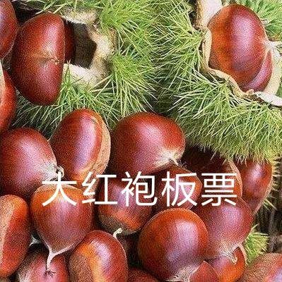 平邑县大红袍板栗苗 大红袍板票苗，包成活，包结果，苗木均为正品，诚信第一。