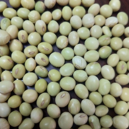 临西县黄大豆 黄豆