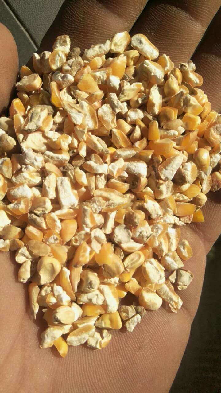 干玉米  玉米下脚料  碎玉米   下脚料常年出售