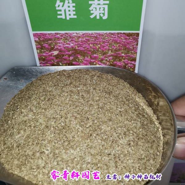 沭阳县见土就活花种小雏菊种子室内四季开花植物花卉花种子籽孑花草花