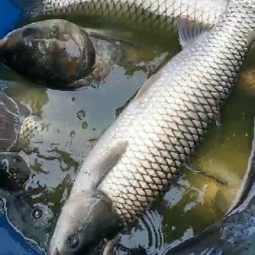 玉林 草鱼