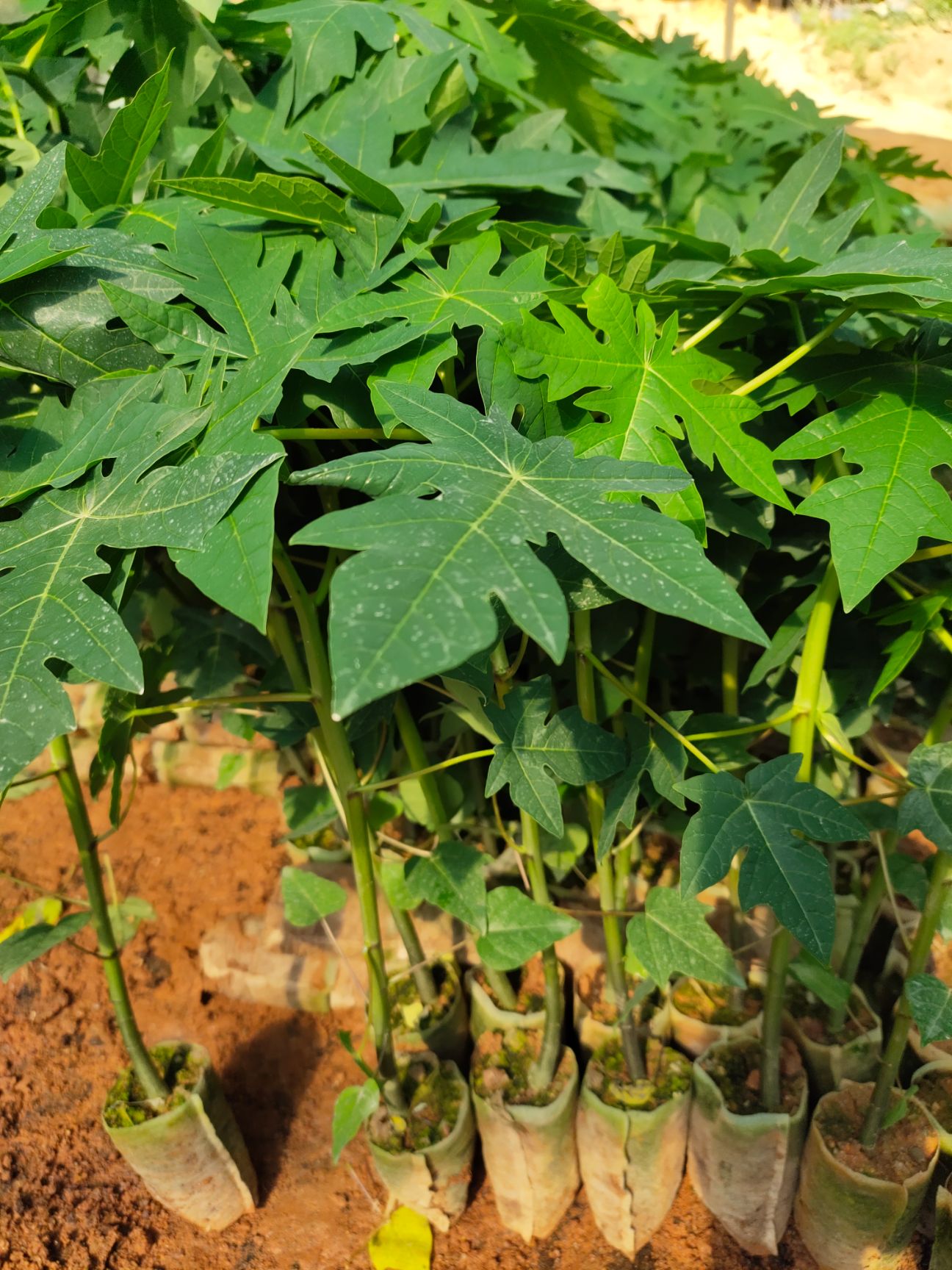  益源6号木瓜苗