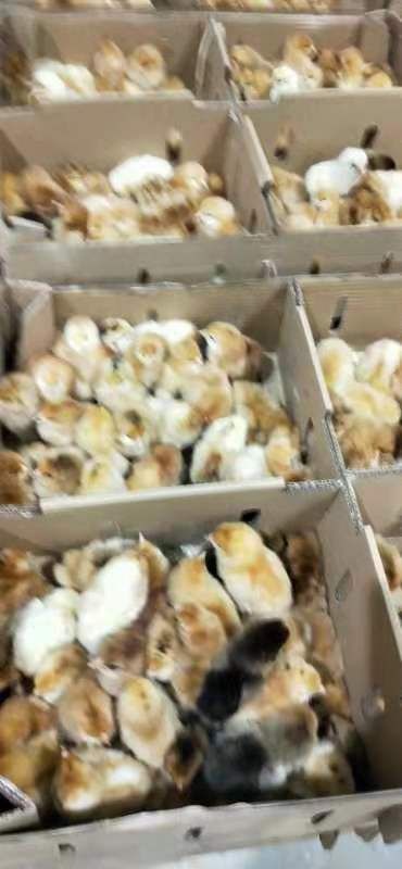 新沂市 常年出售三黄鸡苗