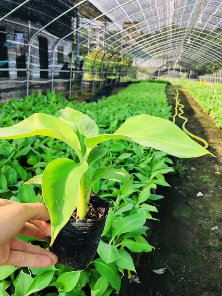  广西香蕉苗果树苗  当年结果南方四季盆栽可种植