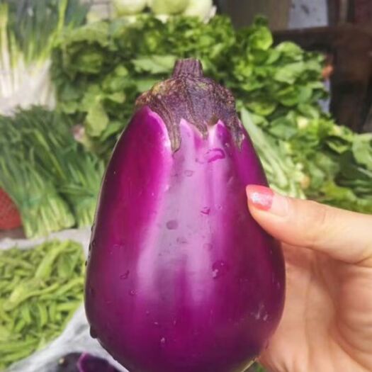 郑州紫罐茄子种子  特早熟 抗病 产量高