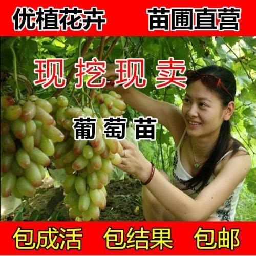 平邑县 美人指葡萄苗