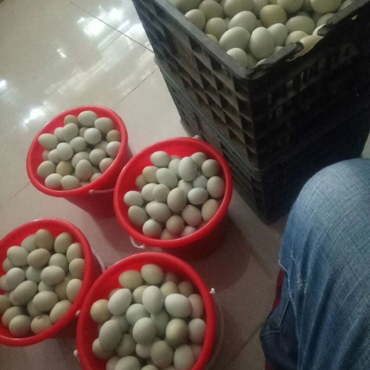 新沂市 自家散养乌鸡蛋