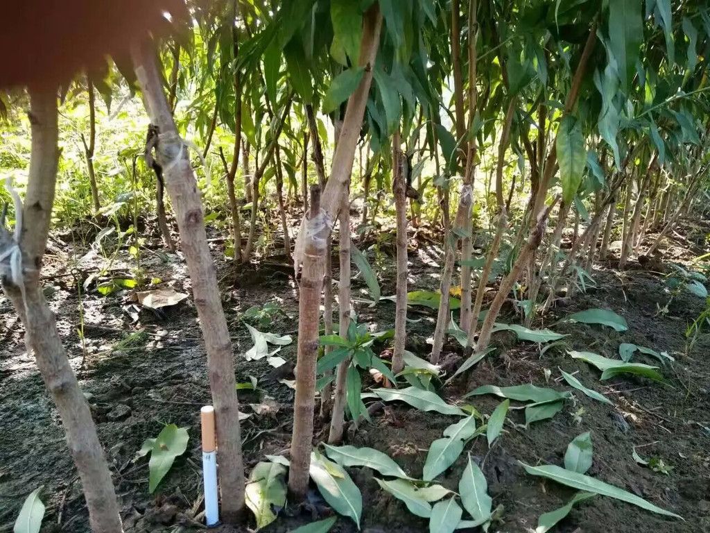  油桃树苗嫁接早熟油桃苗，品种多保质量，现挖现发南北方种植。