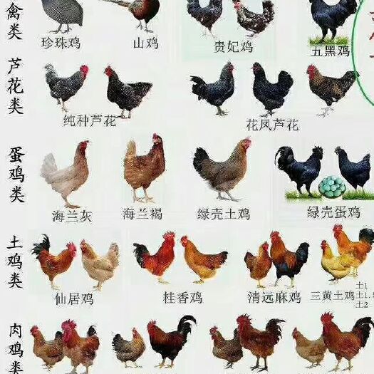 西林县火鸭苗 祥哥专业批发零售各种家禽种苗