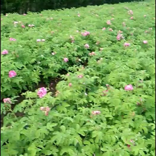 新沂市 四季玫瑰苗