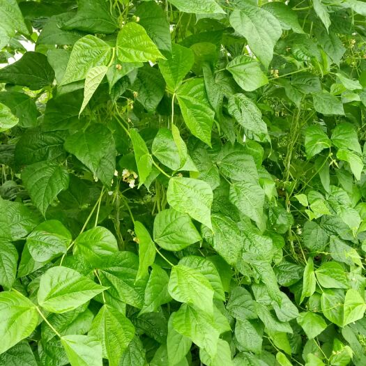 眉山无筋豆角 40cm以下