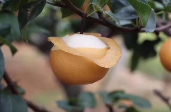 2023新果秋月梨  脆甜多汁果肉细腻无渣快递包邮礼盒装供选