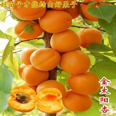 平邑县金太阳杏树苗 金太阳杏树