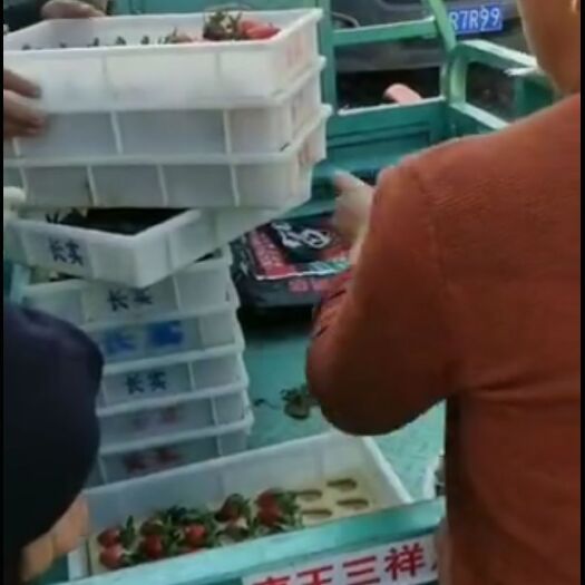济南 甜宝草莓