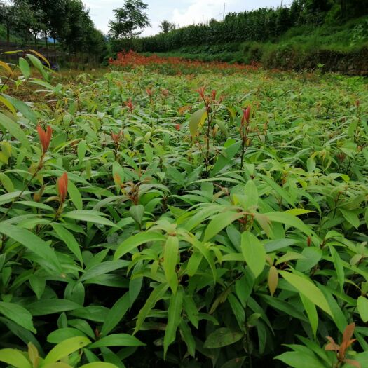 桐梓县小叶桢楠 小叶贞楠|