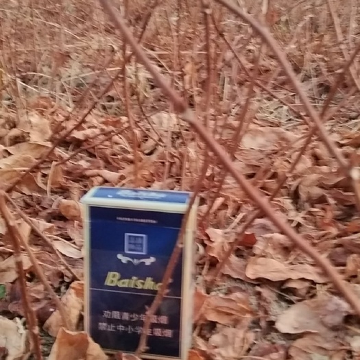 凤城市五味子苗 出售五味子大苗