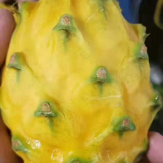 遂溪县燕窝火龙果苗 做好品质