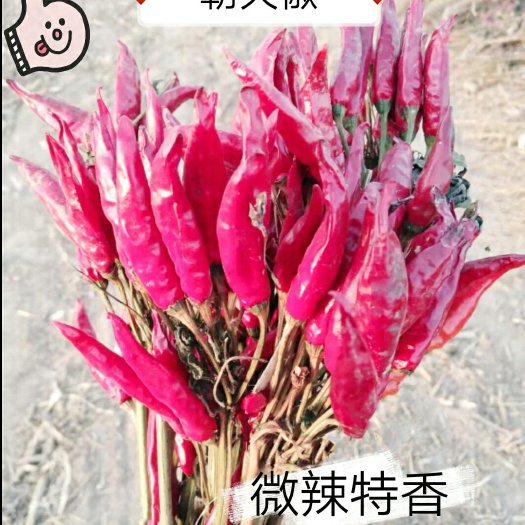 故城县 自家种植的朝天椒，大量供应。色泽红润，口感纯香，辣到好处。