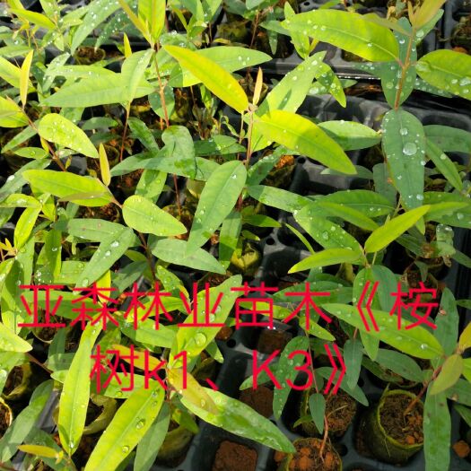 灵山县桉树苗  桉树k3