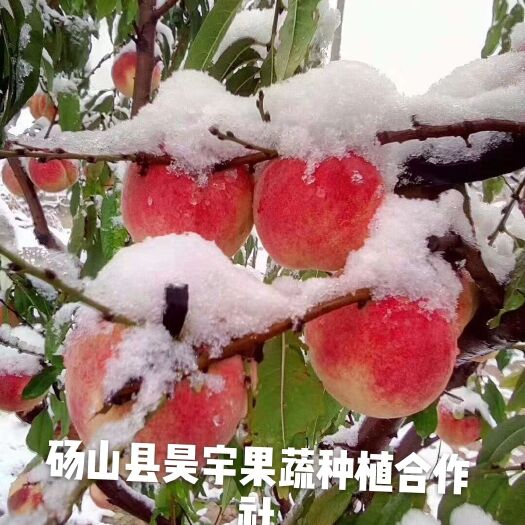 砀山县冬桃苗  冬桃树苗，国庆红，映双红，金秋红蜜峰晚熟优质品种