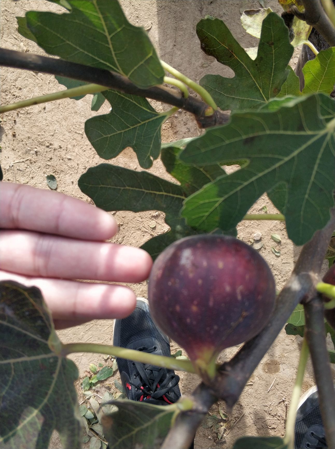  波姬红无花果苗无花果树苗南北方种植山东种苗