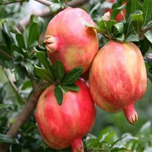 平邑县泰山大红石榴树苗 泰山红石榴苗，诚信经营，品种纯正