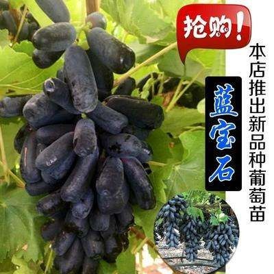 平邑县 蓝宝石葡萄苗3年苗