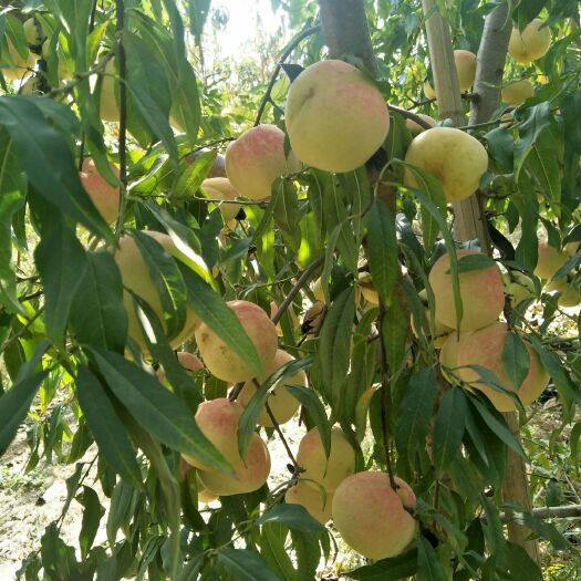 虞城县沂蒙霜红桃 沂蒙霜冬桃50亩开始上市，欢迎咨询品尝，要什么样的果子都有