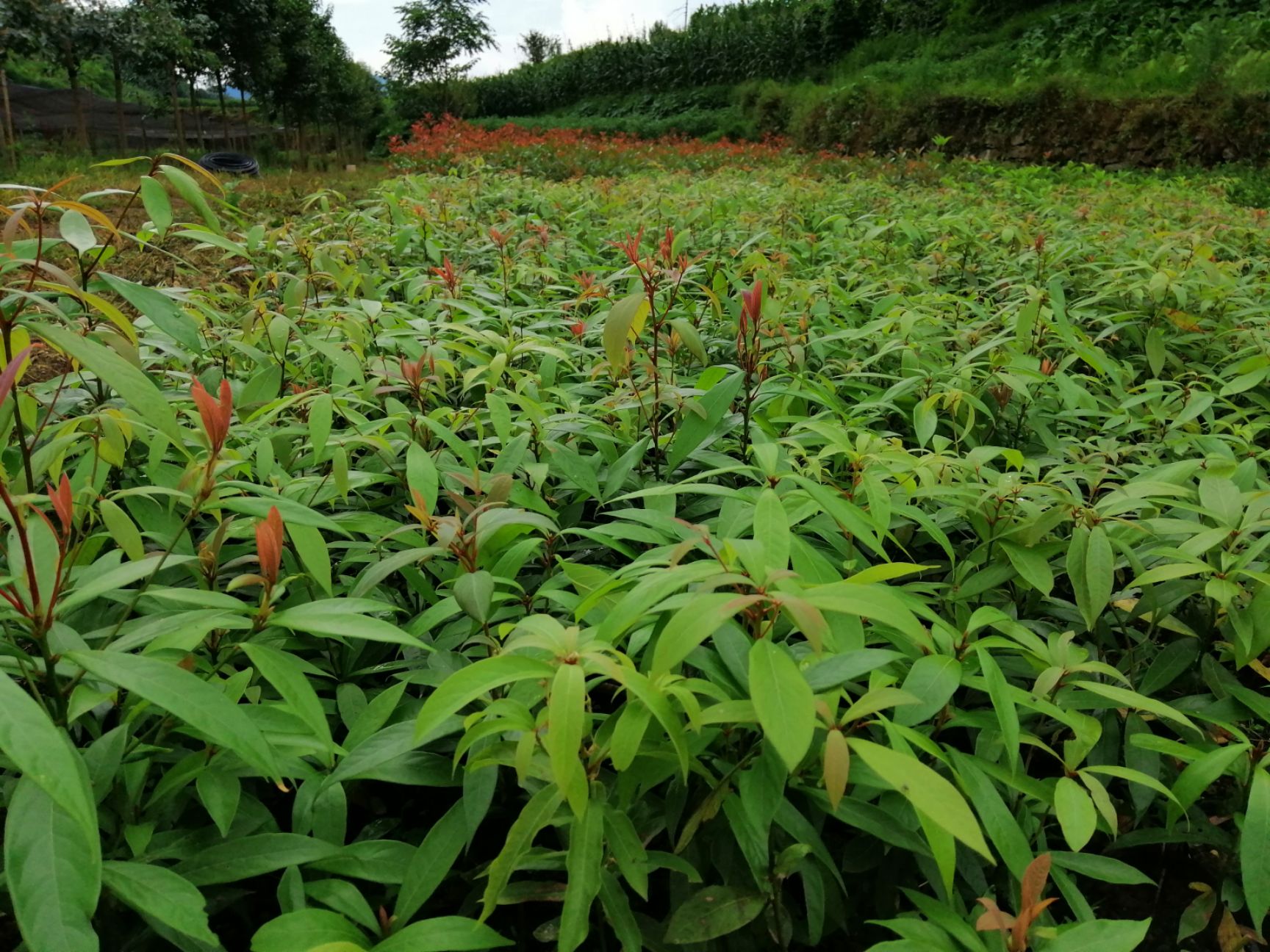 小叶桢楠 小叶贞楠|