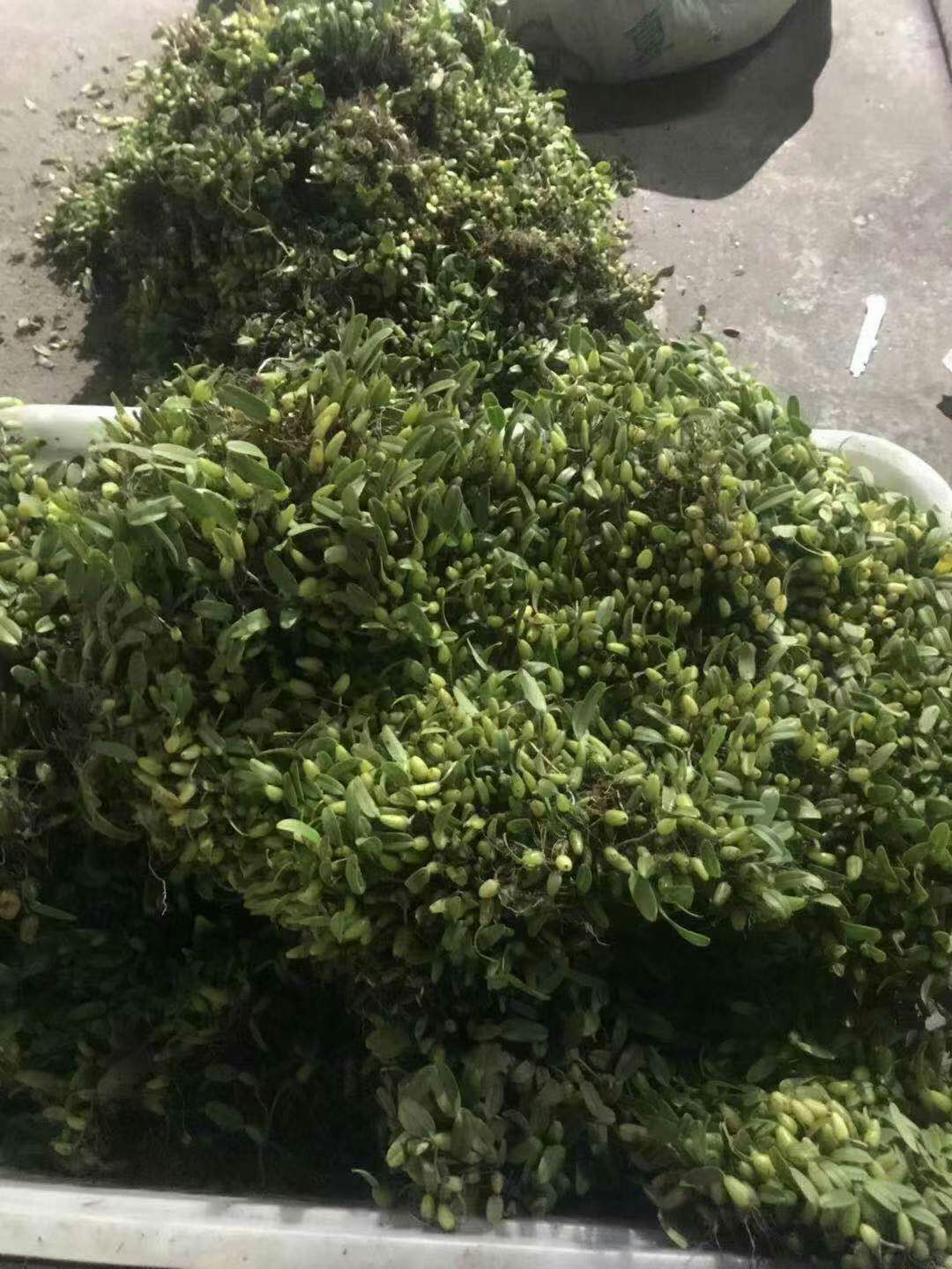 石橄榄