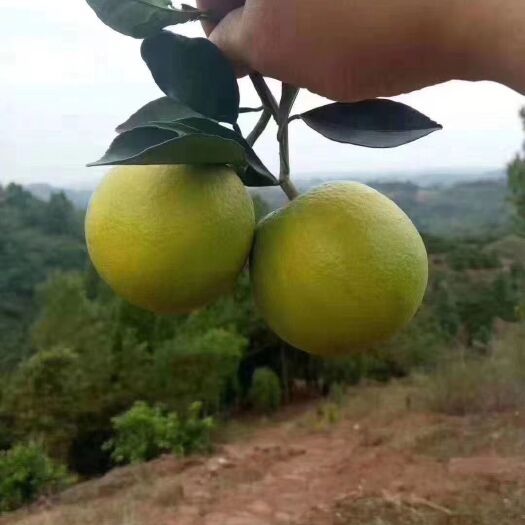麻阳县麻阳冰糖橙 冰糖橙果园