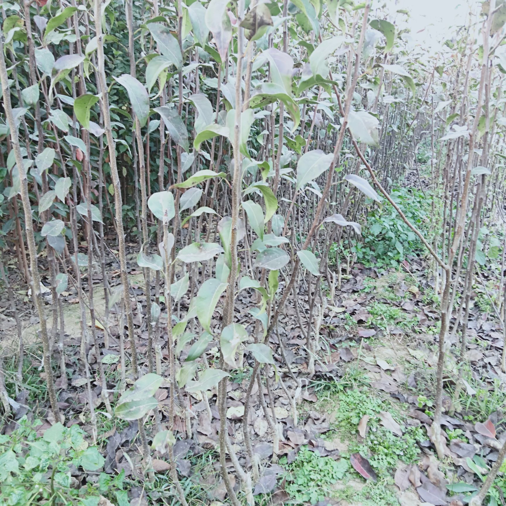  水晶梨树苗 大果水晶梨树苗果实大产量高味香甜抗寒抗旱适应性
