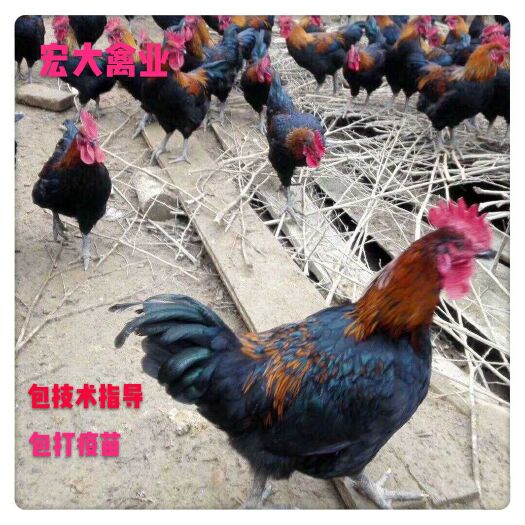黑花鸡苗天露黑土公黑土鸡苗黑四黑五鸡苗公苗黑土二花身鸡苗