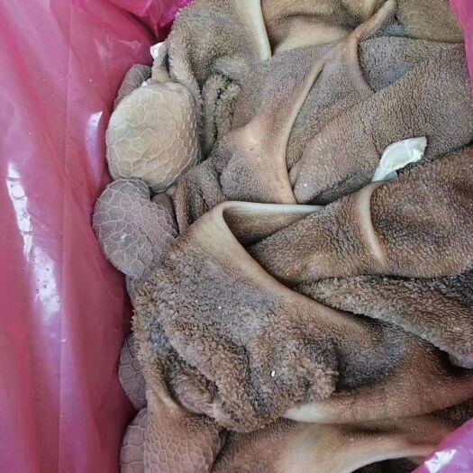 中牟县全熟毛肚