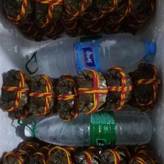 洪湖市 优质洪湖大闸蟹 现捕现发