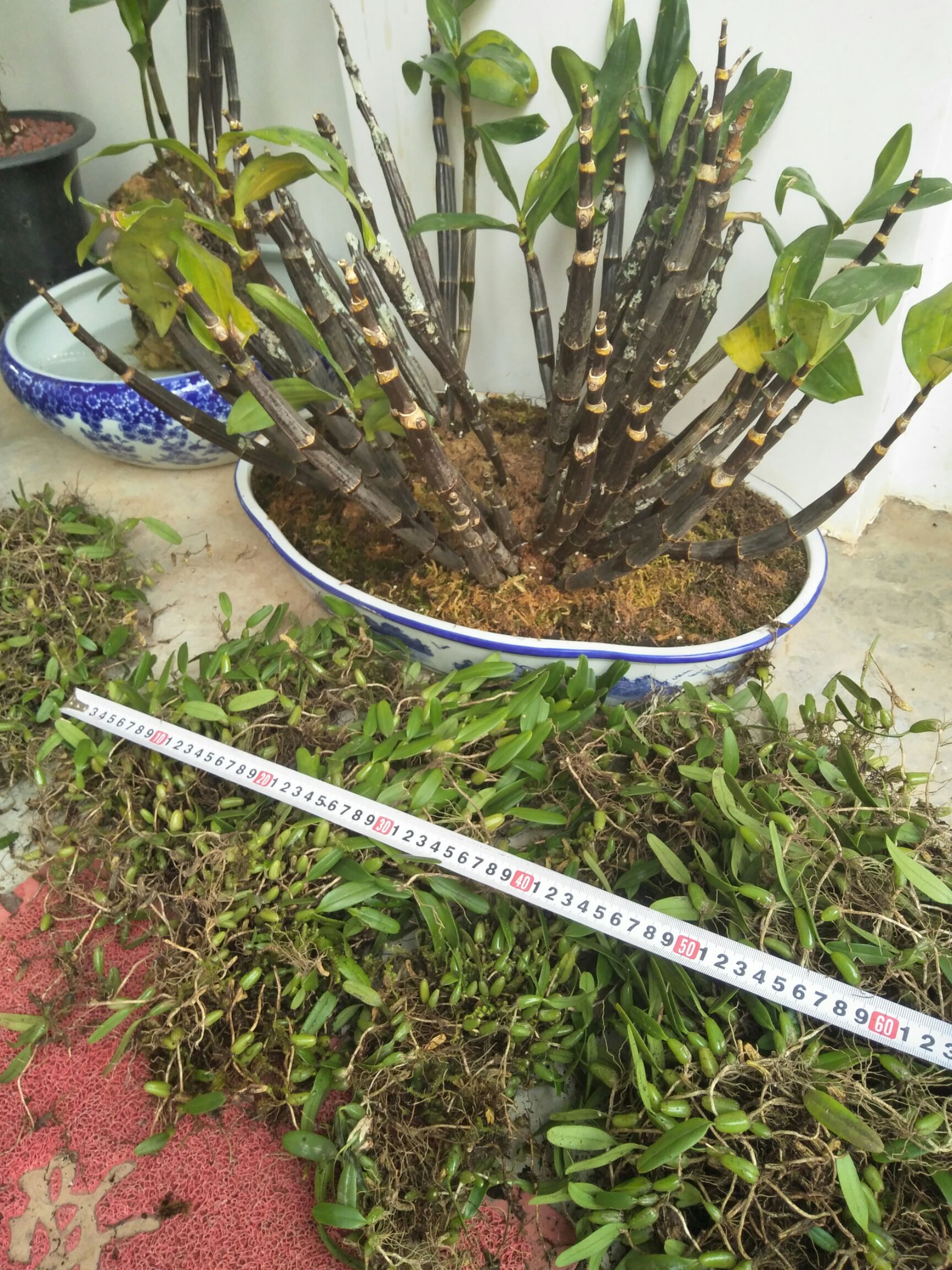 石橄榄