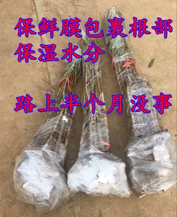  黄桃树苗  优质嫁接树苗  基地现挖现发货，包成