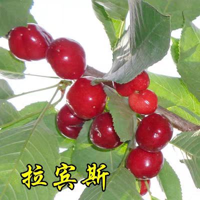 拉宾斯樱桃苗 拉宾斯优质受粉苗  现挖保湿发货  死苗免费补