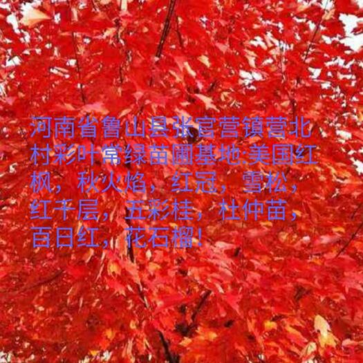 鲁山县美国红枫苗 河南省鲁山县张官营镇营北村彩叶常绿苗圃基地
