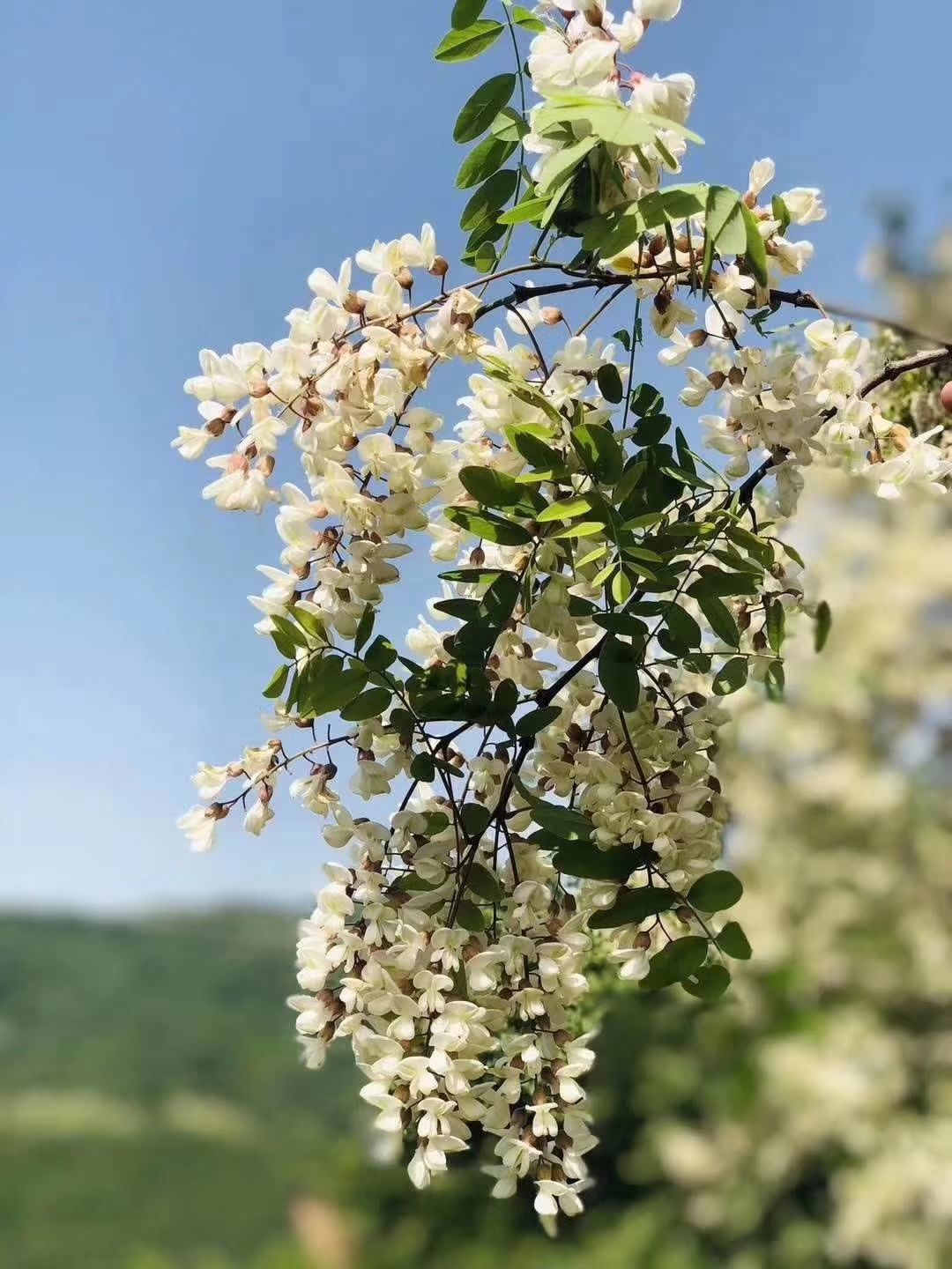 洋槐蜜  延安洋槐蜜，花香味浓厚儿童食用