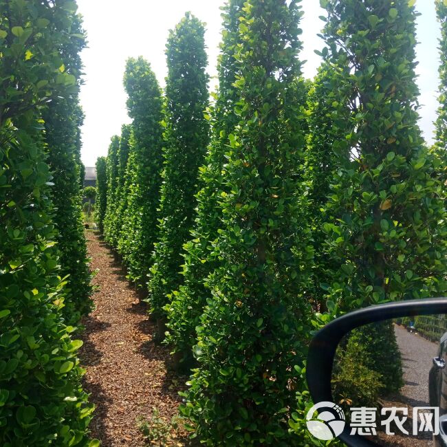 金钱榕 各规格火山榕基地直销，四季长青现挖现卖，资源充足，可配合调车