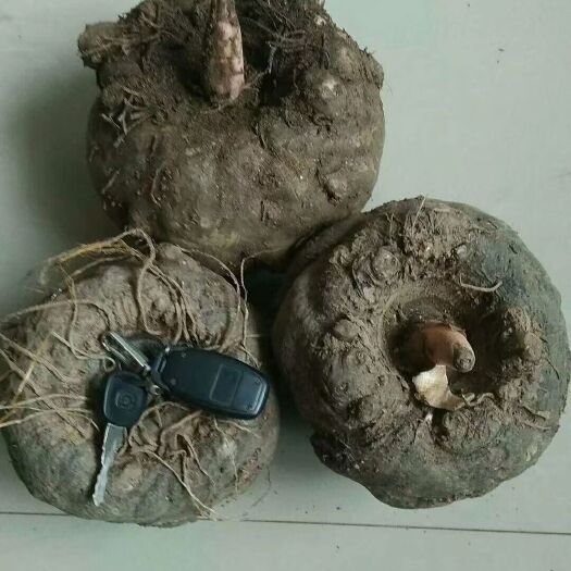 丹凤县 优质花魔芋300吨向外出售