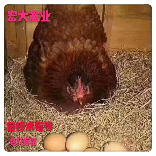 衡阳蛋鸡苗多蛋鸡苗红毛蛋鸡优质蛋鸡380肉蛋兼用产蛋高