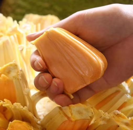  越南红肉菠萝蜜